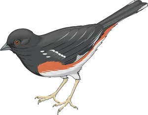 Dark Eyed Junco Illustration PNG Image
