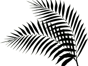 Dark_ Fern_ Leaf_ Outline PNG Image