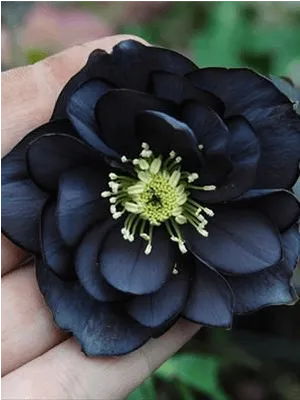 Dark Hellebore Flowerin Hand PNG Image