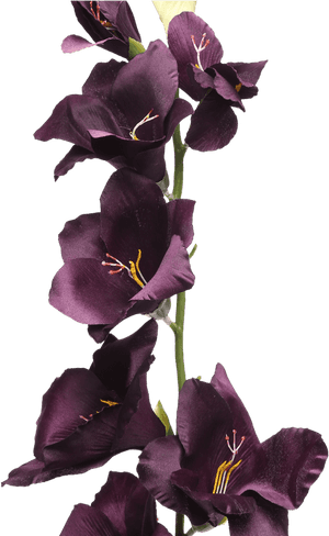 Gladiolus Spray Plum, HD Png Download PNG image with transparent background