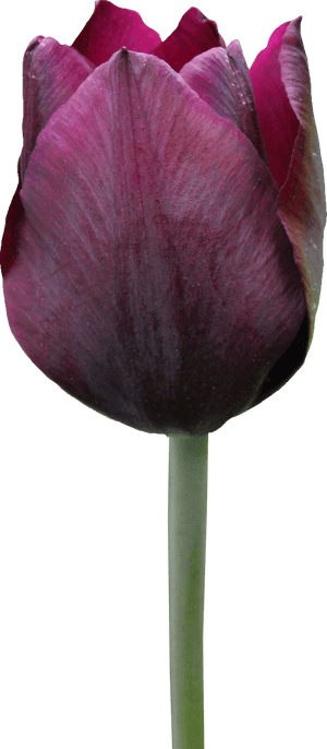 Tulip - Tulipe Png, Transparent Png PNG with transparent background