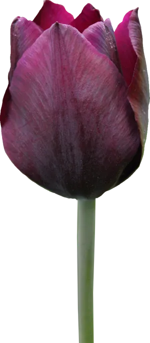 Dark Purple Tulip Single Stem PNG Image