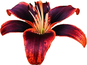 Dark Red Lily Flower Isolated PNG Image