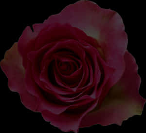 Dark Red Rose Black Background.jpg PNG image with transparent background