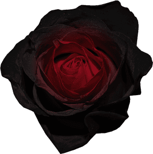 Dark Flower Png - Red Black Rose Transparent Background, Png Download PNG image with transparent background