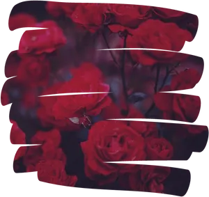 Dark Red Roses Aesthetic Overlay PNG Image