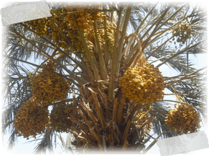 Date Palm Fruit Bunches PNG image with transparent background