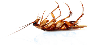 Dead Cockroachon Back PNG