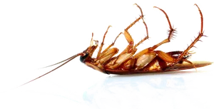 Dead Cockroachon Back PNG Image