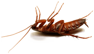 Dead Cockroachon Transparent Background PNG