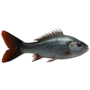 Dead Fish Environmental Issue Png 58 PNG Image