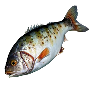 Dead Fish No Background Png Gtp PNG Image