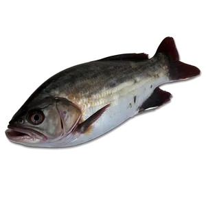 Dead Fish On Shore Png Ndo88 PNG Image