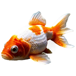 Dead Goldfish Graphic Png Bhw PNG Image