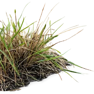 Dead Grass D PNG Image