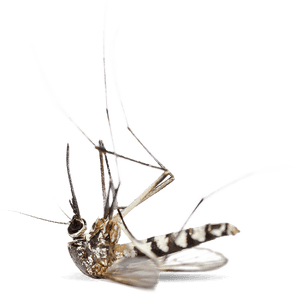Transparent Mosquito Png - Mosquito Tick Control, Png Download PNG image with transparent background