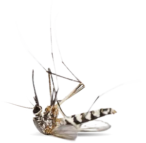 Dead Mosquito Transparent Background PNG Image