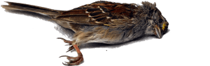 Bird Wren Death - Dead Bird White Background, HD Png Download PNG image with transparent background