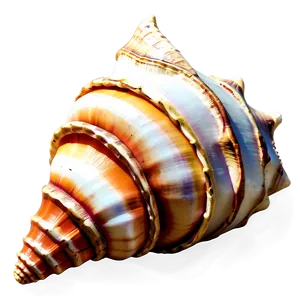 Decorative Conch Shell Png Mgt PNG Image