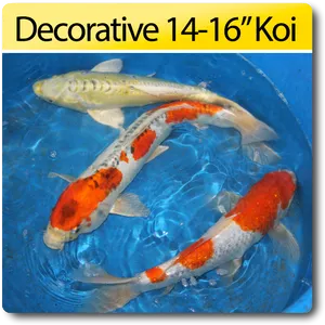 Decorative Koi Fish1416 Inches PNG Image