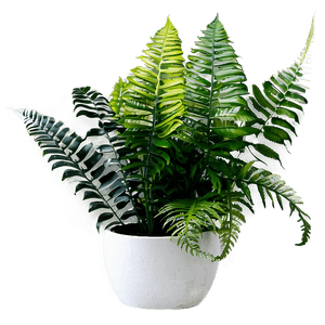 Decorative Potted Ferns PNG 06122024 PNG