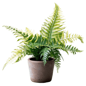 Decorative Potted Ferns PNG buu84 PNG