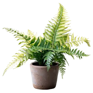 Decorative Potted Ferns Png Buu84 PNG Image