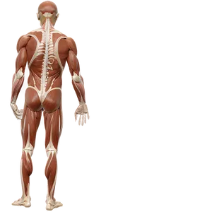 Deep Dive Into Muscle Anatomy Png 06212024 PNG Image