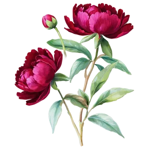 Deep Red Peonies Graphic Png Jru99 PNG Image