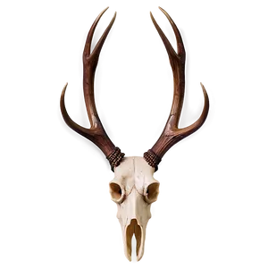 Deer Antler B PNG Image