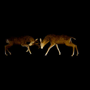 Deer Antler Confrontationin Darkness PNG image with transparent background