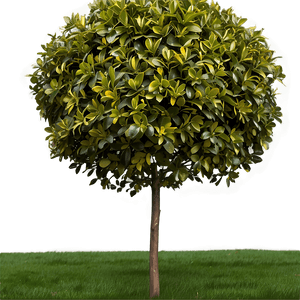Deer Resistant Shrubs PNG 06122024 PNG