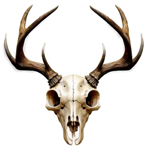 Deer Skull B PNG Image