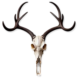 Deer Skull C PNG Image