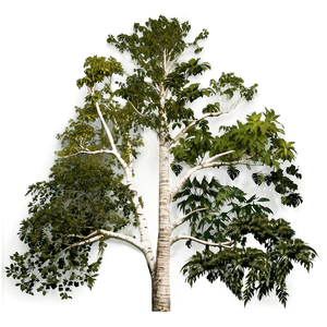 Deforestation and Biodiversity Loss PNG 06212024 PNG