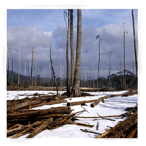 Deforestation Global Warming Connection PNG mgf PNG