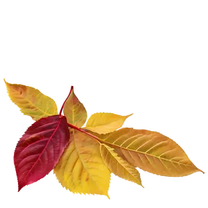 Delaware Autumn Leaves Png Ifx86 PNG Image