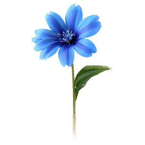 Delicate Blue Flower PNG 05242024 PNG image with transparent background