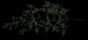 Delicate Grass Silhouette Against Black PNG image with transparent background