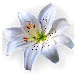 Delicate Lilies Close-up Png Nki41 PNG Image