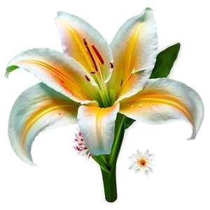 Delicate Lilies Close-up Png Wks45 PNG Image