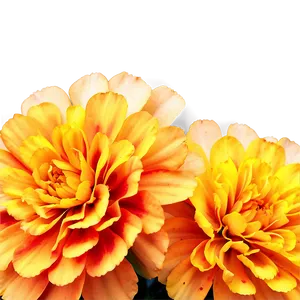 Delicate Marigolds Close-up Png 65 PNG Image