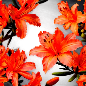 Delicate Orange Azalea Png Qmt PNG Image