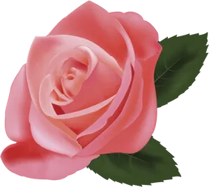 Delicate Pink Rose Graphic PNG Image