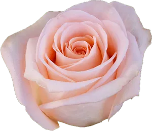 Delicate Pink Rose Isolated PNG Image