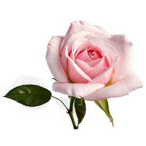 Delicate Pink Rose PNG jtp49 PNG image with transparent background
