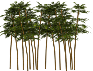 Bamboo Tree Png - Real Bamboo Tree Png, Transparent Png PNG with transparent background