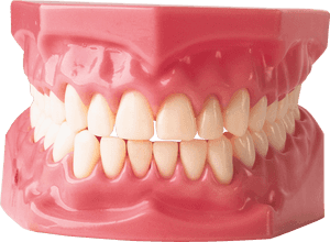 Many Teeth Do Adults Have, HD Png Download PNG image with transparent background