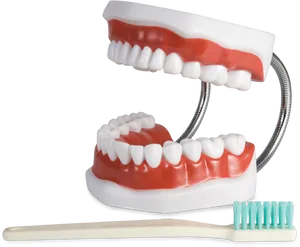 Dental Modeland Toothbrush PNG Image