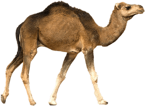 Desert Animal In Rajasthan, HD Png Download PNG image with transparent background